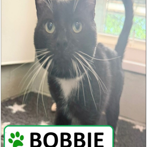 Bobbie Sponsorship Pack