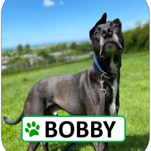 Bobby Sponsorship Pack