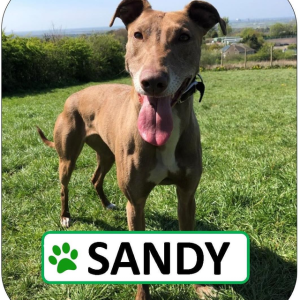 Sandy Sponsorship Pack