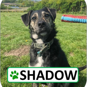 Shadow Sponsorship Pack